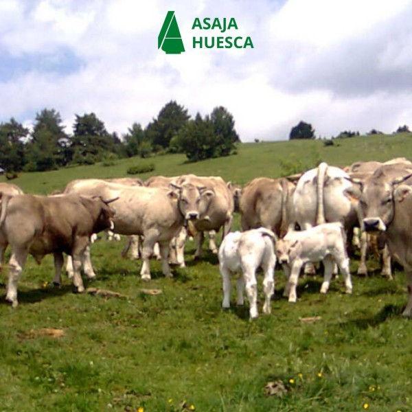 Carnes del Pirineo | Un Tesoro Nutricional y Ecológico