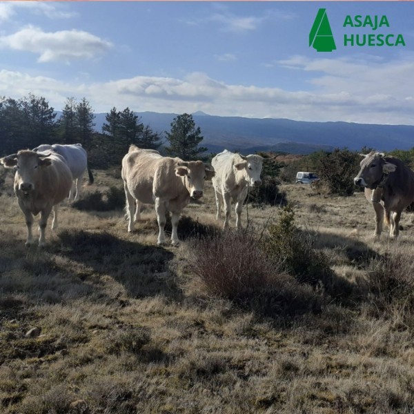 Éxito en las Jornadas de Promoción de la Carne de Razas Autóctonas del Pirineo