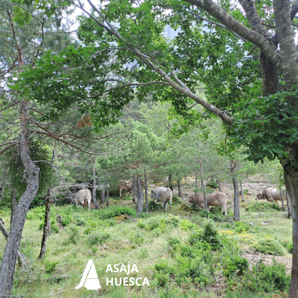 ASAJA Huesca valora las medidas para mitigar los ataques de osos en el Pirineo