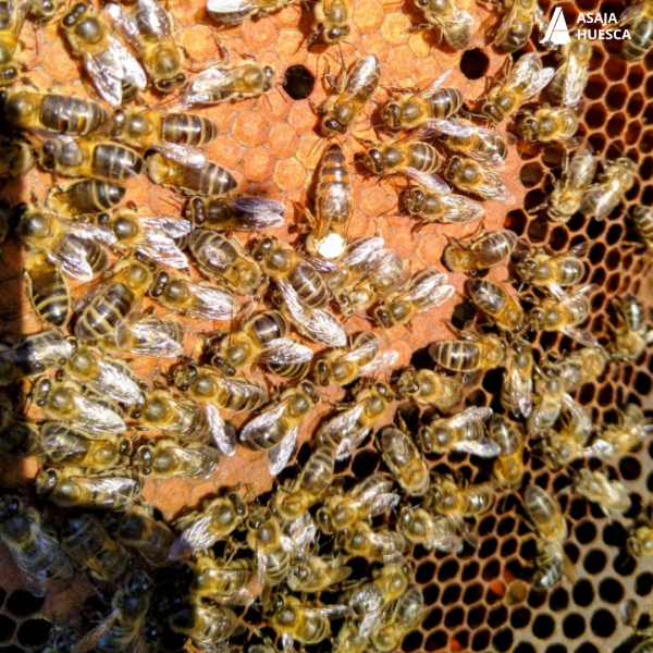 ASAJA Huesca apoya la iniciativa para reconocer la abeja negra ibérica como raza ganadera