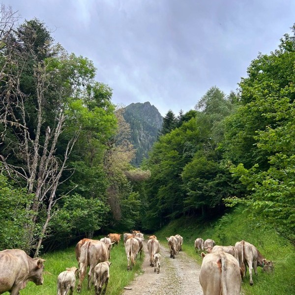 ASAJA Huesca solicita un año más, con urgencia, mejor cobertura móvil en el medio rural