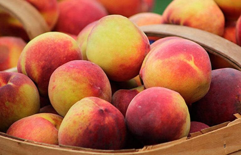 66-es-Fruta_de_hueso