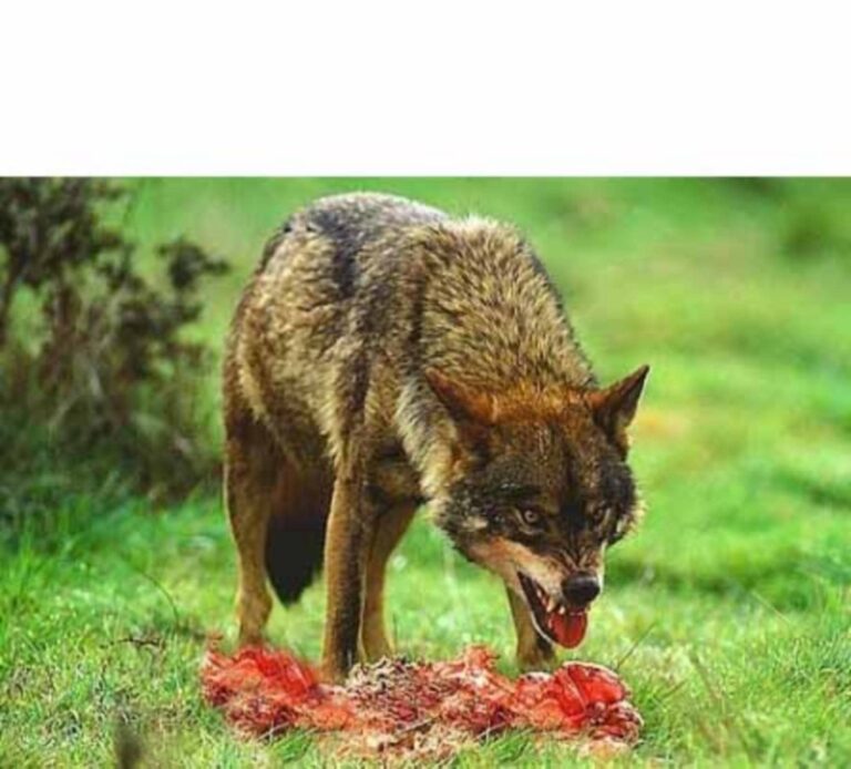35-es-LOBO