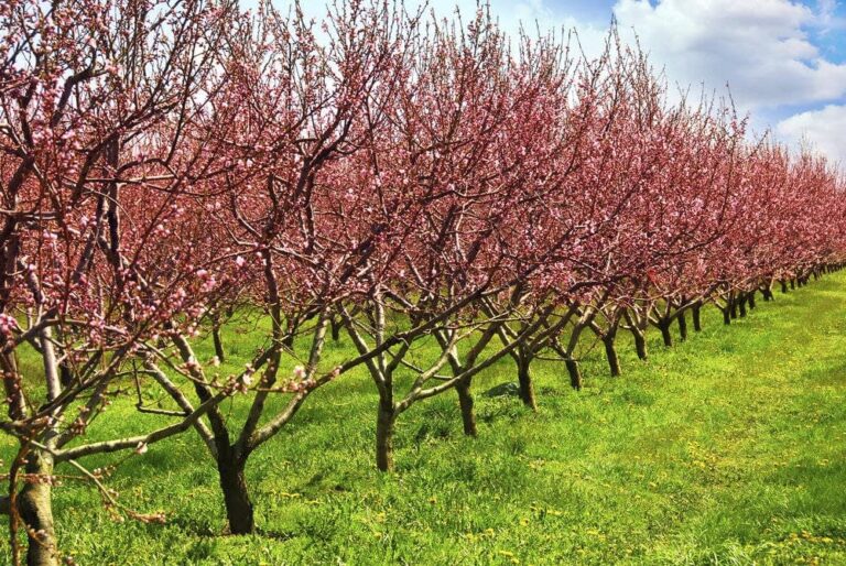 Fruit orchard