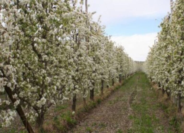 41-es-frutales