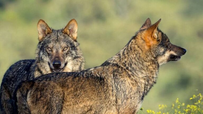 10-es-lobos
