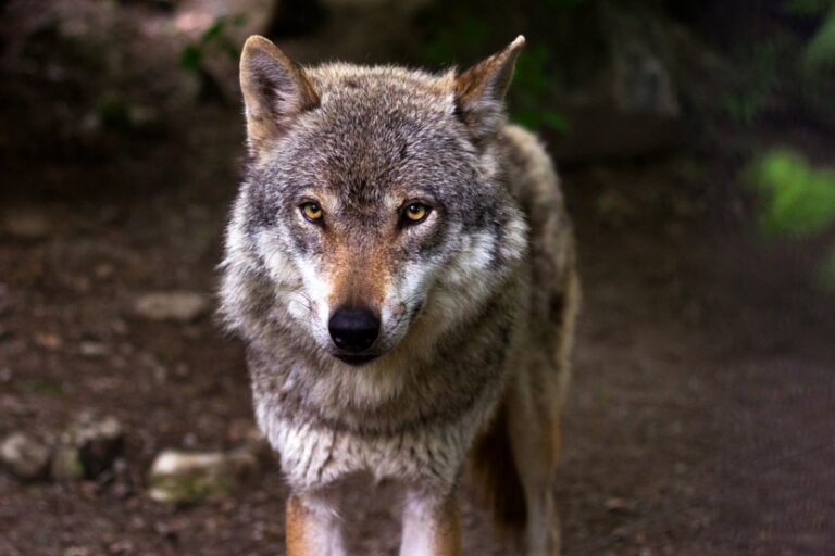 1437-es-orden-ayudas-convivencia-con-oso-lobo