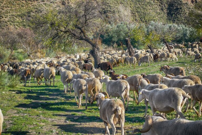 1550-es-asaja-aragon-denuncia-los-abusos-que-se-estan-produciendo-en-la-cadena-de-ovino-y-vacuno