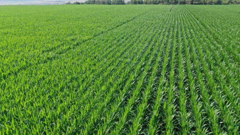 1568-es-noticiasasaja-huesca-denuncia-que-los-precios-del-maiz-y-del-girasol-impiden-cubrir-los-costes-de-produccion