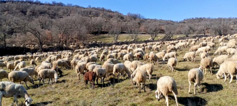 1851-es-asaja-aragon-recomienda-a-los-ganaderos-de-ovino-y-vacuno-la-vacunacion-contra-la-lengua-azul